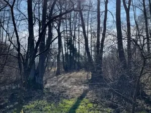 Prodej lesa, Jaroměř, 19276 m2