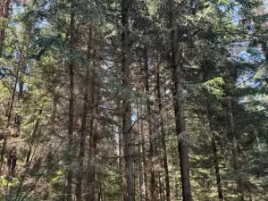 Prodej lesa, Ločenice, 11790 m2