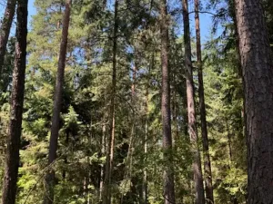 Prodej lesa, Ločenice, 11790 m2