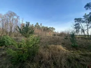 Dražba lesa, Kostelní Lhota, 9438 m2