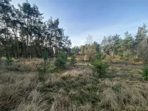 Dražba lesa, Kostelní Lhota, 9438 m2