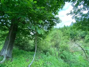 Dražba lesa, Blížejov, 4481 m2