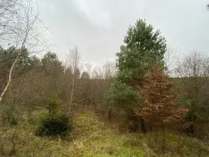 Dražba lesa, Šarovy, 11619 m2