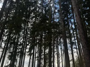 Prodej lesa, Petrovice II, 11117 m2