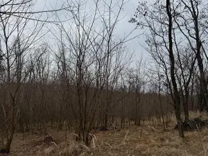 Prodej podílu lesa, Lesonice, 6189 m2