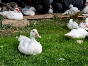 Prodej chaty, Litíč, 60 m2