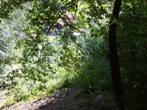 Dražba louky, Děčín, 675 m2