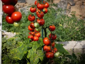 Prodej vícegeneračního domu, Bžany, 240 m2