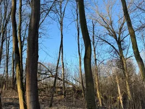 Prodej lesa, Mělnické Vtelno, 2736 m2