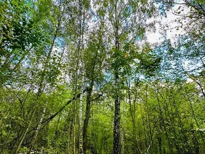 Prodej pozemku pro bydlení, Luštěnice, 9366 m2