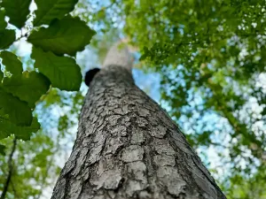 Prodej pozemku pro bydlení, Luštěnice, 9366 m2