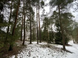 Prodej lesa, Veliny, 4517 m2