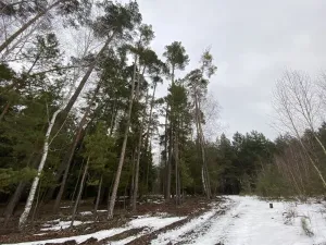 Prodej lesa, Veliny, 4517 m2