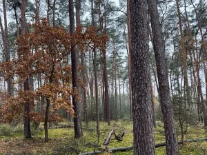 Prodej podílu lesa, Poříčany, 7349 m2
