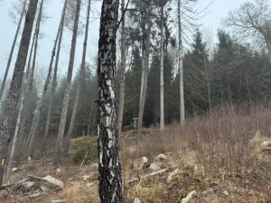 Prodej podílu lesa, Vacov, 23843 m2