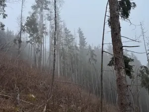 Prodej podílu lesa, Vacov, 23843 m2