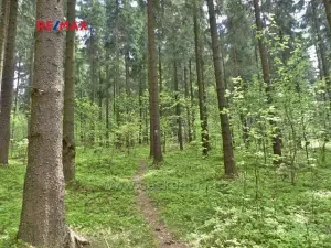 Prodej lesa, Písařov, 2762 m2