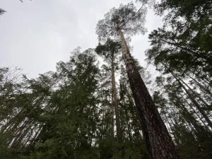 Prodej lesa, Veliny, 16002 m2