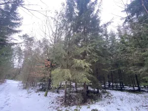 Prodej lesa, Veliny, 16002 m2