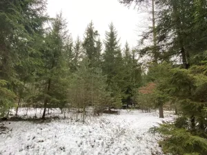 Prodej lesa, Veliny, 16002 m2