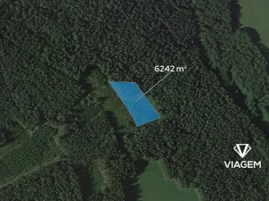 Prodej lesa, Loužnice, 6242 m2