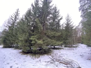 Prodej lesa, Veliny, 4431 m2