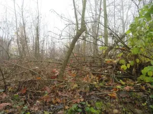 Dražba zahrady, Staré Město, 490 m2