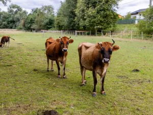 Prodej rodinného domu, Litíč, 60 m2