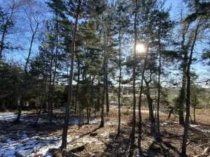 Prodej lesa, Veliny, 882 m2