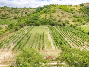 Prodej sadu/vinice, Pouzdřany, 1120 m2