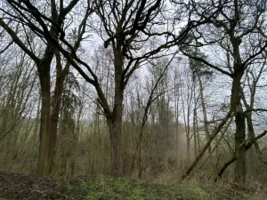 Prodej lesa, Městečko Trnávka - Lázy, 856 m2