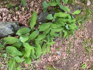 Prodej chaty, Kaliště, 30 m2