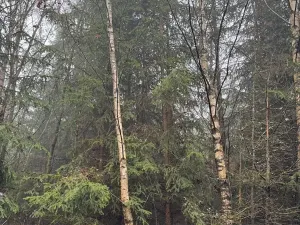 Prodej podílu lesa, Vlastec, 2339 m2