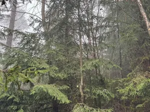 Prodej podílu lesa, Vlastec, 2339 m2