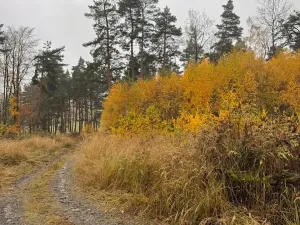 Prodej podílu lesa, Úboč, 4513 m2