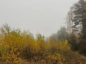 Prodej podílu lesa, Úboč, 4513 m2