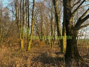 Prodej lesa, Jistebník, 5452 m2