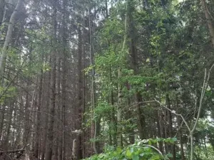 Prodej lesa, Vyskytná, 12390 m2