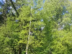 Prodej lesa, Vyskytná, 12390 m2