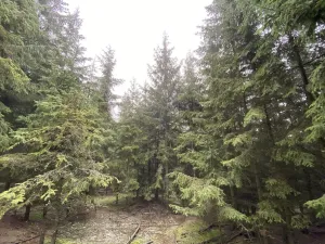 Prodej lesa, Městečko Trnávka - Lázy, 32904 m2