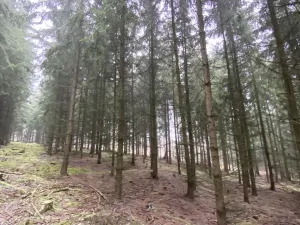 Prodej lesa, Městečko Trnávka - Lázy, 32904 m2