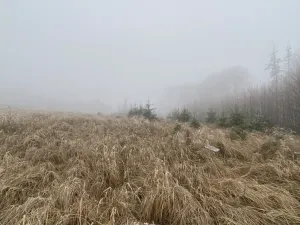 Prodej lesa, Městečko Trnávka - Lázy, 32904 m2