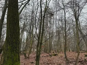 Prodej lesa, Citonice, 1777 m2