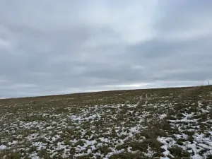 Dražba pole, Litoměřice, 8107 m2