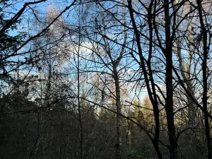 Prodej lesa, Poleň, 11901 m2
