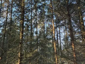 Prodej lesa, Poleň, 11901 m2