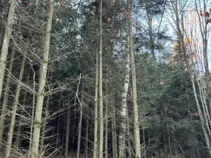 Prodej lesa, Poleň, 11901 m2