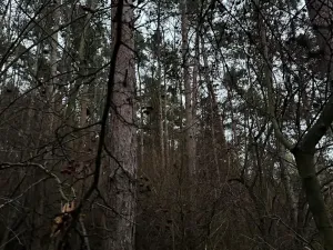 Prodej podílu lesa, Vinaře, 10883 m2