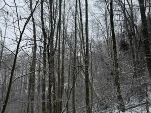 Prodej lesa, Velké Losiny, 7690 m2