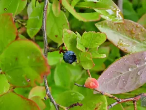 Prodej chaty, Chlumec, 11 m2